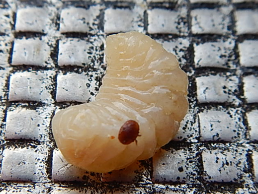 Larve Varroa