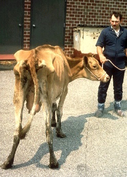 Vache atteinte de la paratuberculose