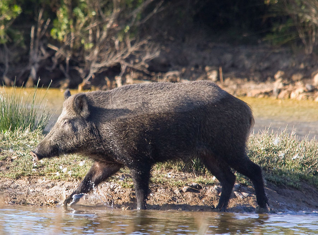 Faune sauvage